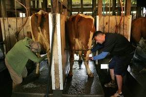  The Amazing Race recap – Episode 2 “When the Cow Kicked Me in the Head”