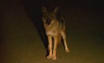 coyote-300x225