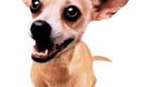 taco_bell_chihuahua-232x300