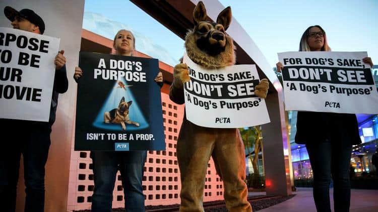 A Dog S Purpose Peta Video A Dog S Purpose Peta Video