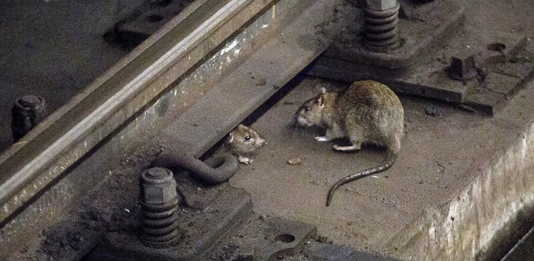rats in querious space rats in querious space