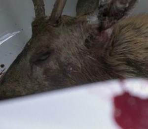 deer-head ...the animals just didn't have a good night, did they?