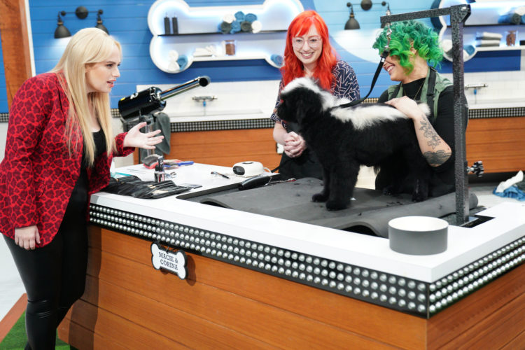 Methods to Signal Up Your Canine To Be on “Pooch Excellent”
